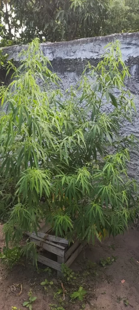 Polícia Militar prende homem suspeito de cultivar pés de maconha em Campos