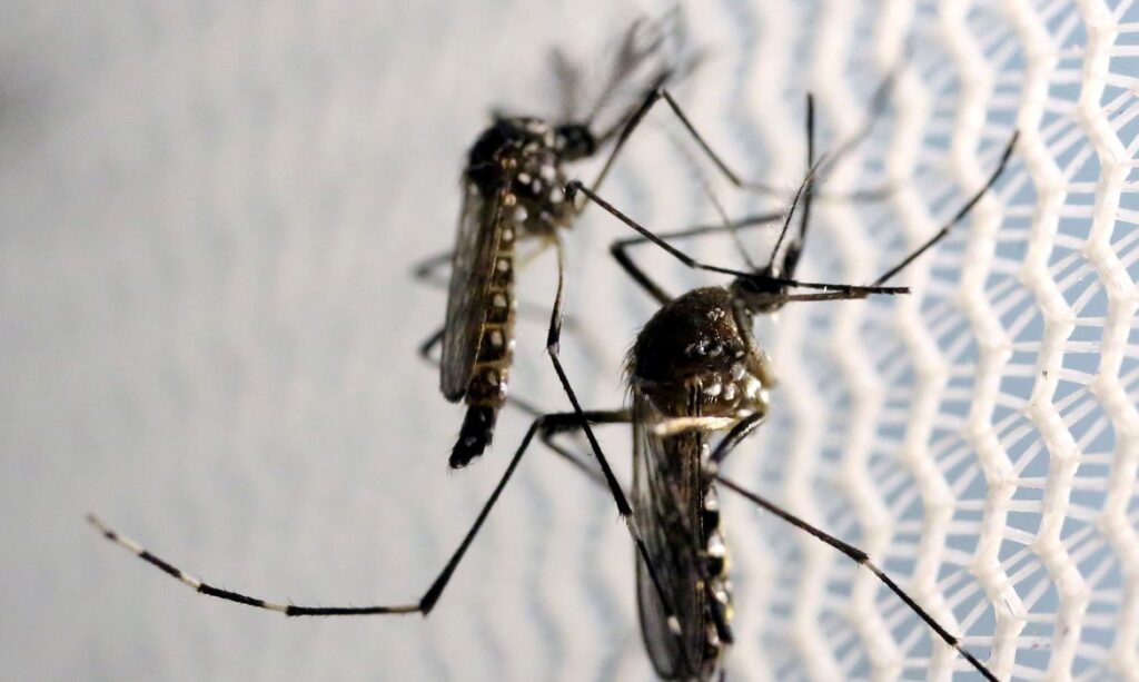 Casos de dengue crescem no RJ e 5 municípios registram epidemia da doença Foto: Reuters/Paulo Whitaker/Direitos reservados