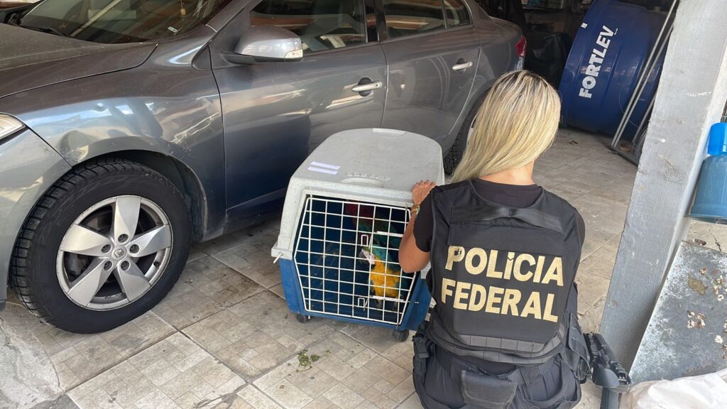 PF e Ibama realizam operação contra crimes ambientais e apreendem 30 aves Foto: Divulgação PF