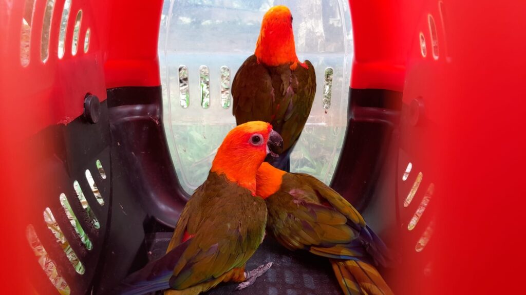 PF e INEA realizam operação contra tráfico de animais em Cachoeiras de Macacu/RJ