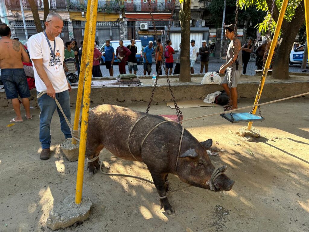 Porco apelidado de “Bolt” quase entra na Catedral do Rio e gera corrida por resgate Foto: Reprodução
