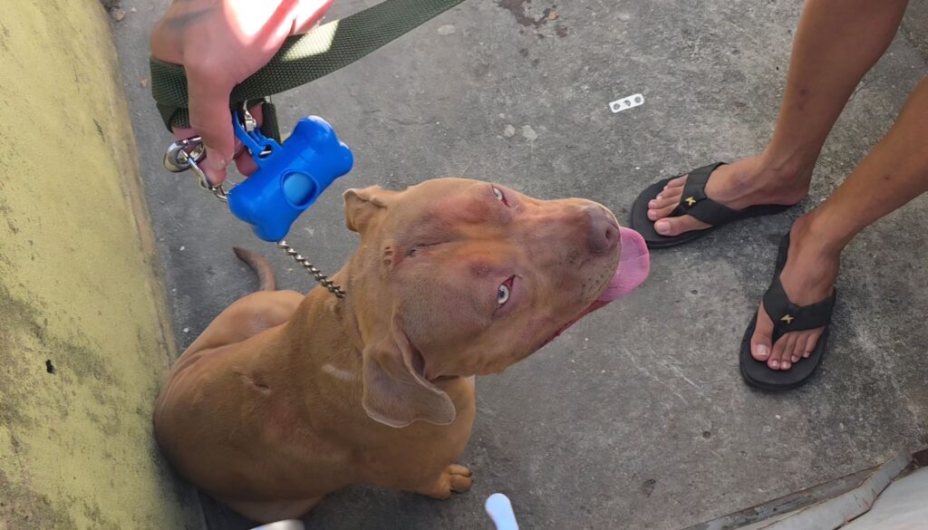Criança de 4 anos morre após ser atacada por pitbull na Zona Norte do Rio